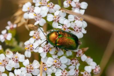 <i>Cryptocephalus</i>
