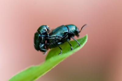 <i>Cryptocephalus</i>