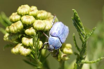 <i>Hoplia coerulea</i>