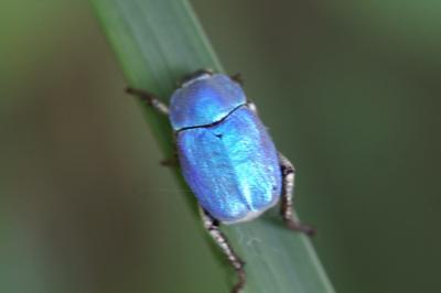 <i>Hoplia coerulea</i>