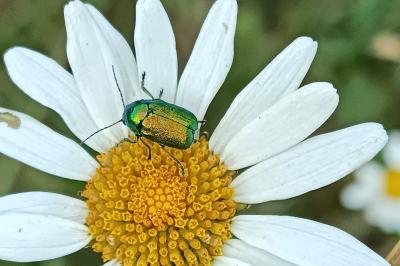 <i>Cryptocephalus</i>
