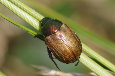 <i>Anomala dubia</i>