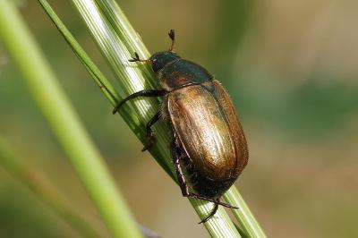 <i>Anomala dubia</i>