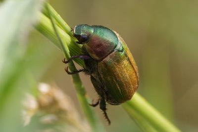 <i>Anomala dubia</i>
