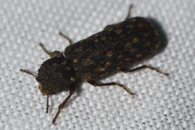 <i>Lichenophanes varius</i>