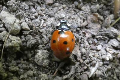 <i>Coccinella septempunctata</i>