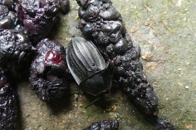<i>Silpha carinata</i>