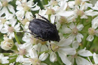 <i>Oxythyrea funesta</i>