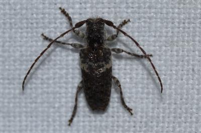 <i>Pogonocherus perroudi</i>