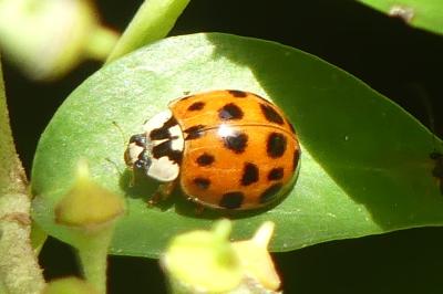 <i>Harmonia axyridis</i>