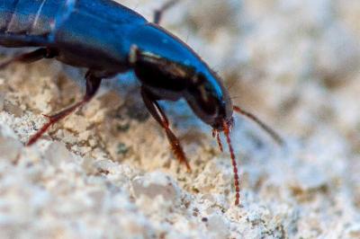 <i>Ocypus olens</i>