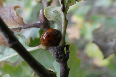 <i>Harmonia axyridis</i>