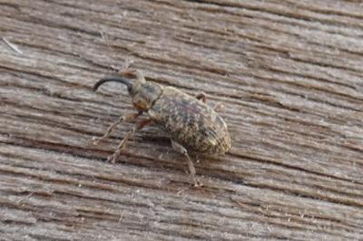 <i>Dorytomus</i>