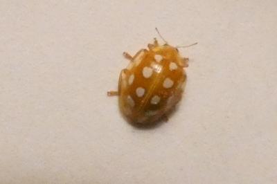 <i>Halyzia sedecimguttata</i>