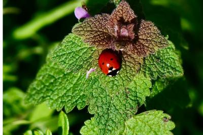 <i>Coccinella septempunctata</i>