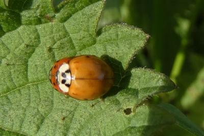 <i>Harmonia axyridis</i>