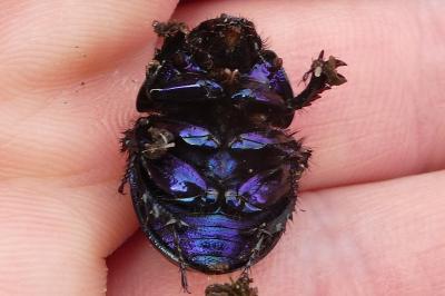 <i>Anoplotrupes stercorosus</i>