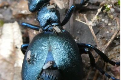 <i>Meloe violaceus</i>