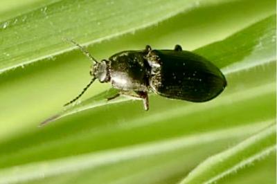 <i>Selatosomus latus</i>