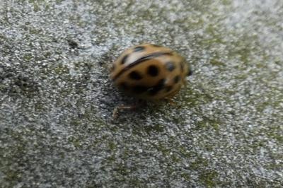 <i>Tytthaspis sedecimpunctata</i>