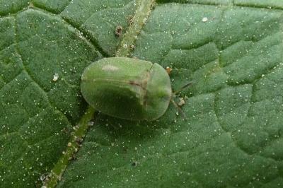 <i>Cassida</i>