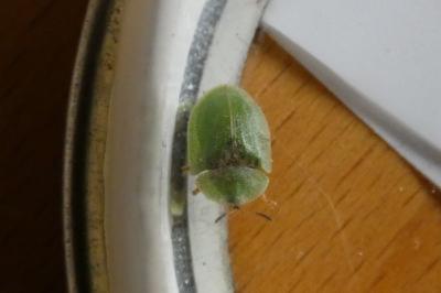 <i>Cassida rubiginosa</i>