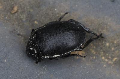 <i>Ablattaria laevigata</i>