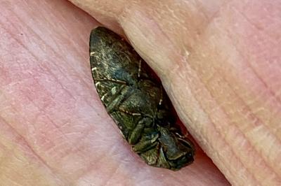 <i>Agrypnus murinus</i>