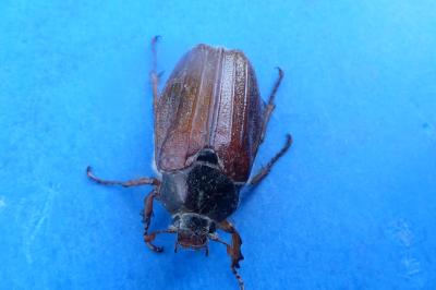 <i>Melolontha melolontha</i>