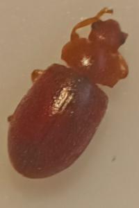 <i>Coccidula rufa</i>