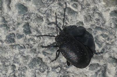 <i>Galeruca tanaceti</i>