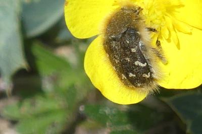 <i>Tropinota</i>