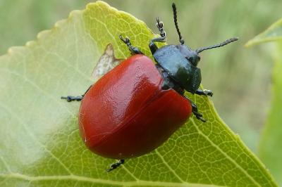 <i>Chrysomela</i>