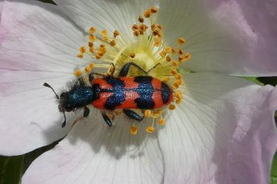 <i>Trichodes alvearius</i>