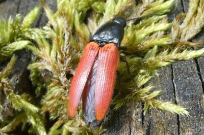 <i>Ampedus</i>