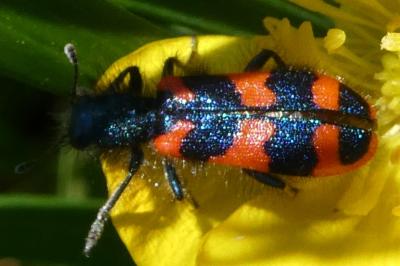<i>Trichodes alvearius</i>