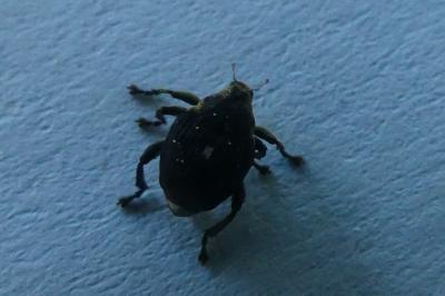 <i>Mononychus punctumalbum</i>