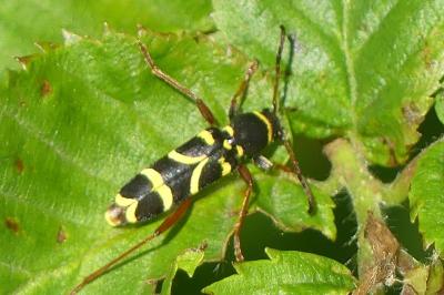 <i>Clytus arietis</i>