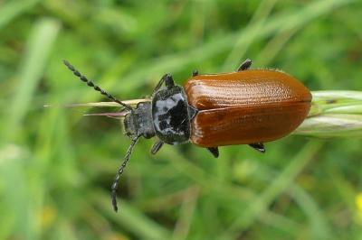 <i>Omophlus lepturoides</i>