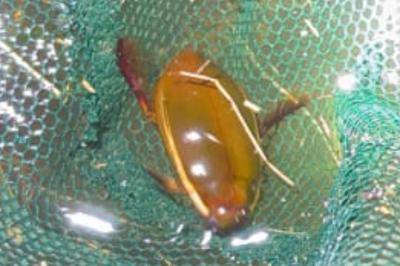 <i>Cybister lateralimarginalis</i>