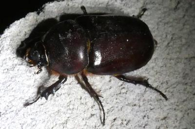 <i>Oryctes nasicornis</i>