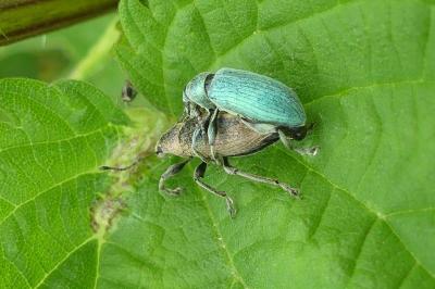 <i>Phyllobius pomaceus</i>