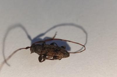 <i>Leiopus</i>