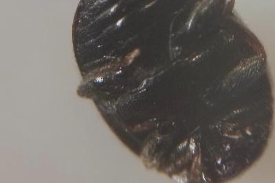 <i>Scymnus oertzeni</i>