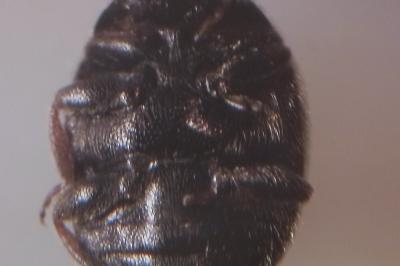<i>Scymnus oertzeni</i>