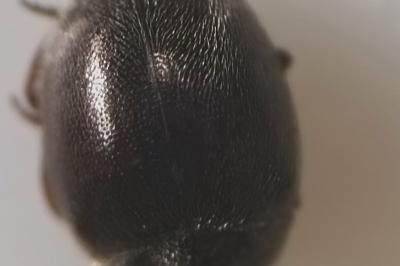 <i>Scymnus oertzeni</i>
