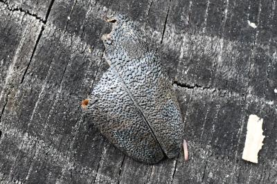 <i>Morimus asper</i>