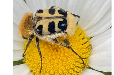 <i>Trichius gallicus</i>