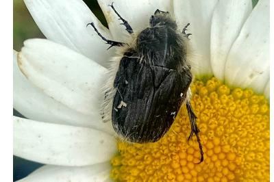 <i>Tropinota hirta</i>