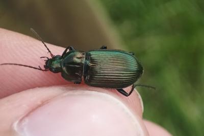 <i>Poecilus cupreus</i>